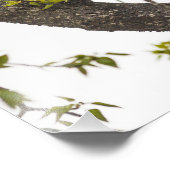 Beer met klimmen foto afdruk (Hoek)