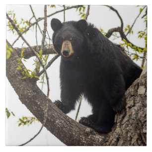 Beer met klimmen tegeltje