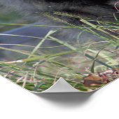 Beer met sleuf poster (Hoek)