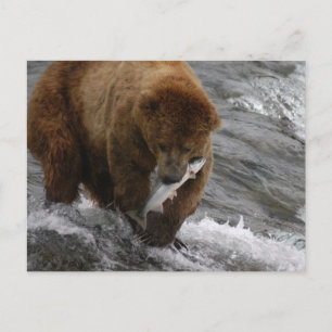 Beer met zalm, Brooks Herfsten Alaska Briefkaart