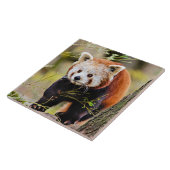 Beer Red Panda Tegeltje (Zijkant)