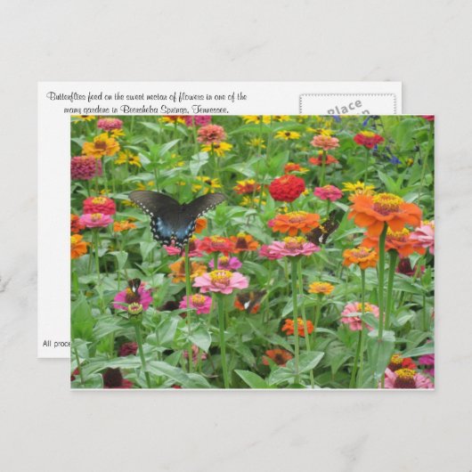 Beer-Sheva jaillit carte postale (Devant / Derrière)