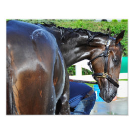 Beer Sighting Foto Afdruk