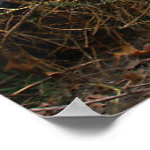 Beer van Beauful Brown Grizzly Poster (Hoek)