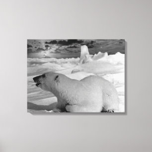 beer van de Amerikaanse Alaska Canvas Afdruk
