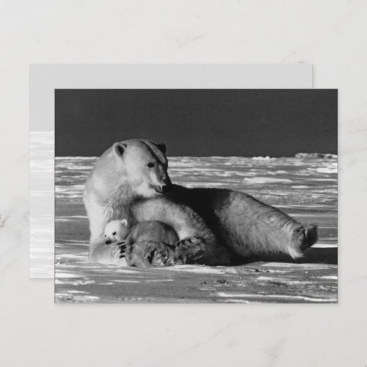 beer van de Amerikaanse Alaska-moeder Briefkaart (Voorkant / Achterkant)