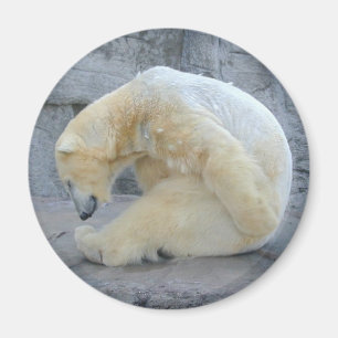Beer van Dozing Polar Magneet