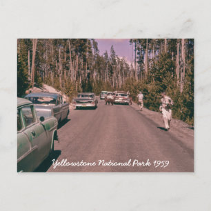 Beer van het nationale park van Yellowstone uit de Briefkaart