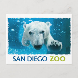 Beer van San Diego Zoo Polar Briefkaart