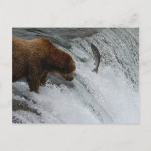 Beer vissen zalm, Brooks Herfsten Alaska Briefkaart
