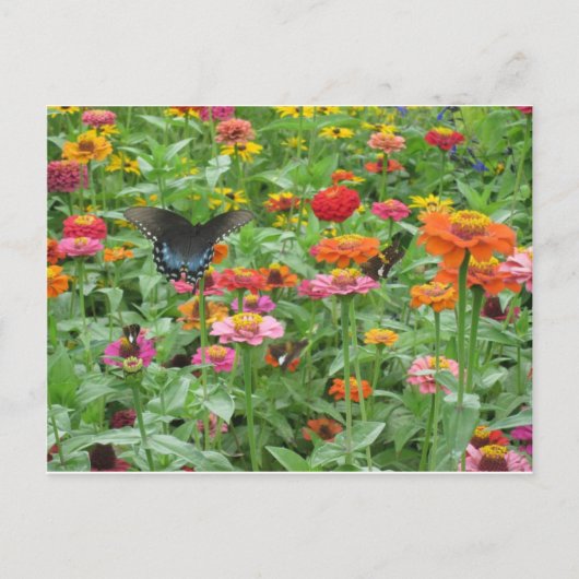 Beersheba Springs Postcard Briefkaart (Voorkant)