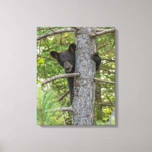 Beerwelp klimt in boom canvas afdruk