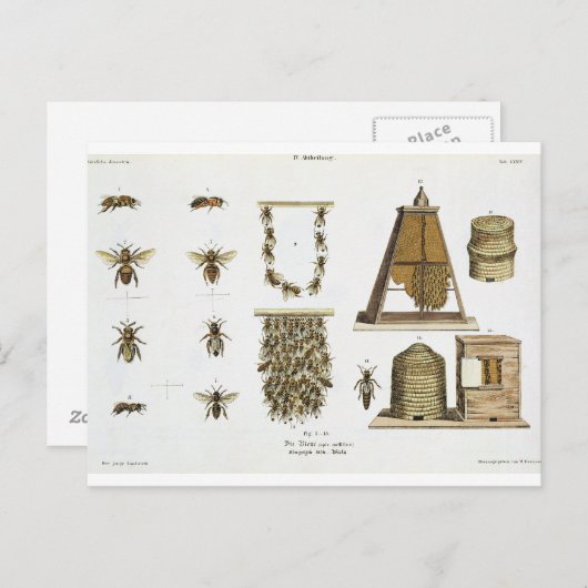 Bees and bee-keeping, from 'The Young Landsman', p Briefkaart (Voorkant / Achterkant)