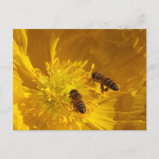 Bees Postcard Briefkaart (Voorkant)