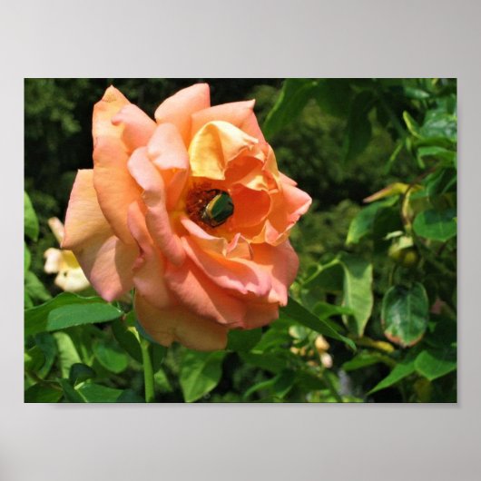 Beetel op een Roos Poster (Voorkant)