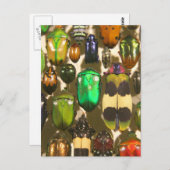 Beetels, bugs en insecten briefkaart (Voorkant / Achterkant)