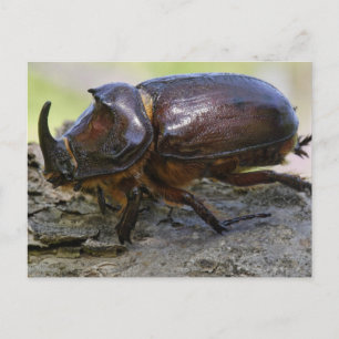 Beetle Briefkaart