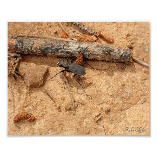 Beetle Foto Afdruk (Voorkant)