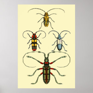 Beetle Insects Collectie Poster