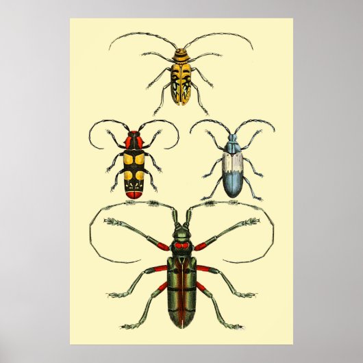 Beetle Insects Collectie Poster (Voorkant)