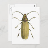 Beetle, Prionus Corticinus Briefkaart (Voorkant / Achterkant)