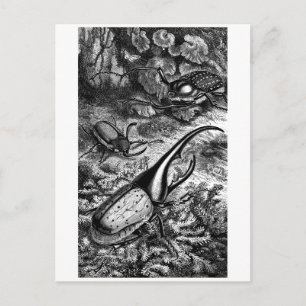 Beetles Briefkaart