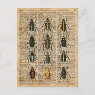Beetles Bugs Zoology Illustration Art Briefkaart