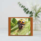 Beetles d'algue ~ carte postale (Debout devant)