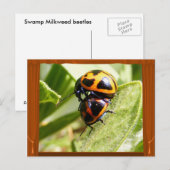 Beetles d'algue ~ carte postale (Devant / Derrière)