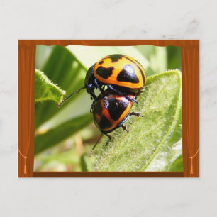 Beetles d'algue ~ carte postale