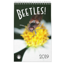 Beetles