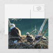 BEF Bald Eagle Family Briefkaart (Voorkant / Achterkant)