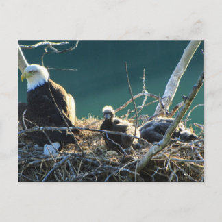 BEF Bald Eagle Family Briefkaart