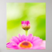 Before the Bloom Poster (Voorkant)