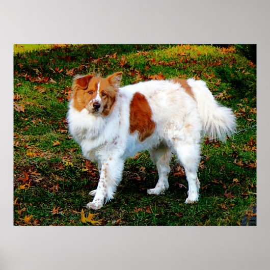BEGIN ONDER $20 - Collie op eigen kracht Poster (Voorkant)
