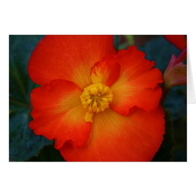 Begonia (Voorkant Horizontaal)