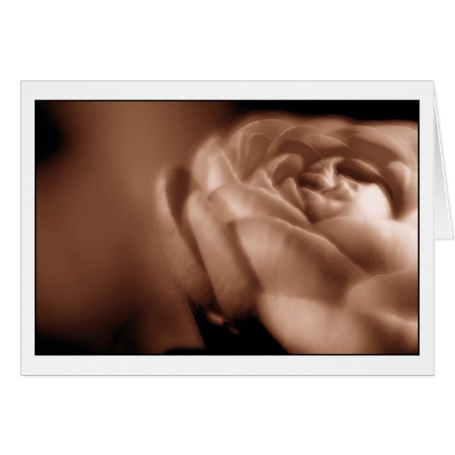 Bégonia 2 de sépia (Devant horizontal)