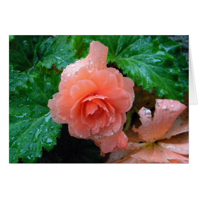 Bégonia couleur pêche (Devant Horizontal)