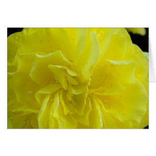 Bégonia, fleurs海 棠