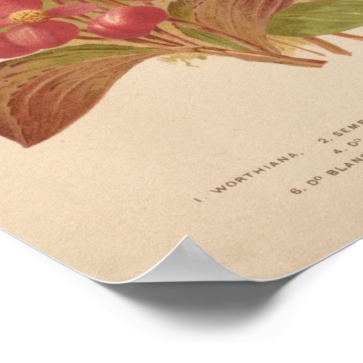 Begonia | George Nicholson Poster (Hoek)