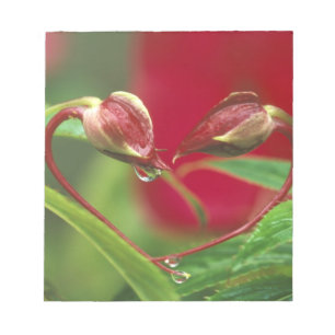 Begonia knoppen in hartvorm met druppels . Credit Notitieblok