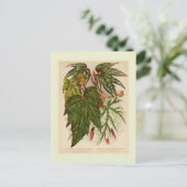 Begonia rex briefkaart (Staand voorkant)