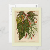 Begonia rex briefkaart (Voorkant / Achterkant)