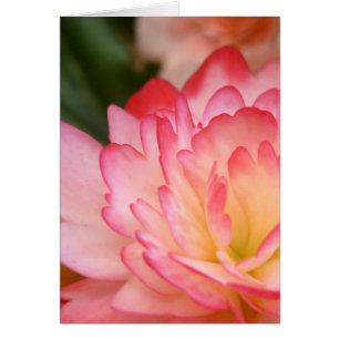 Bégonia Soul Blossom