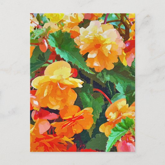 BEGONIAS BRIEFKAART (Voorkant)