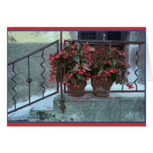 Begonias in Ljubjlana