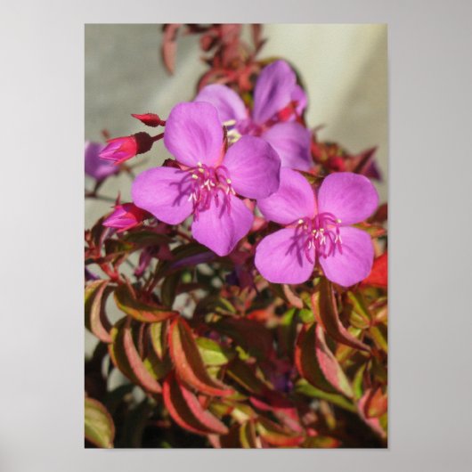 Begonias poster (Voorkant)