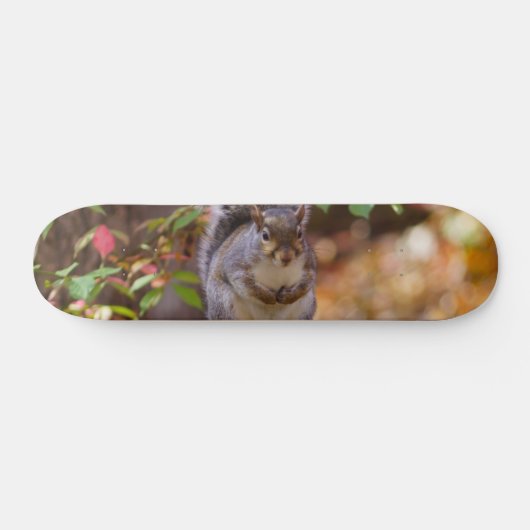 Begrepen eekhoorn skateboard (Horizontaal)