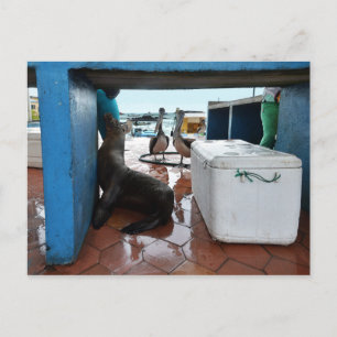 Begrepen van Galapagos Zee Lion Briefkaart