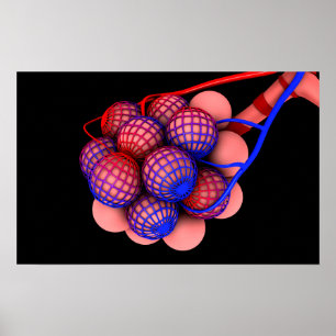 Begripelijk Afbeelding van Alveoli 1 Poster